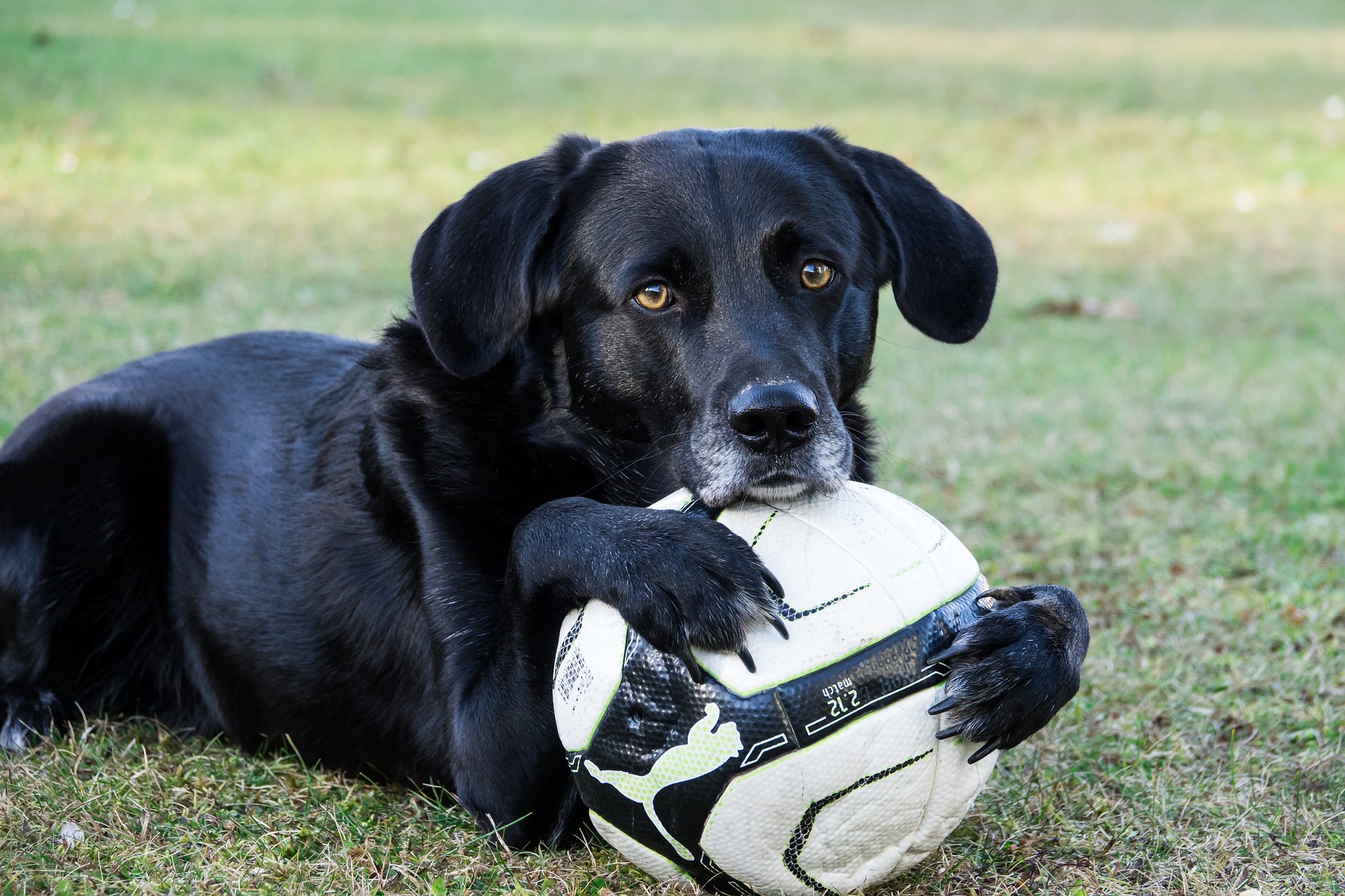 Labrador Retriever: A tökéletes kutyatárs